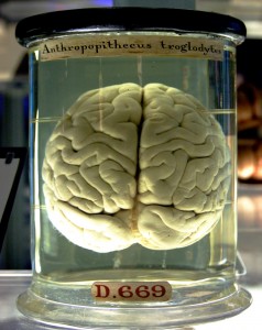 Chimp brain via wikimedia